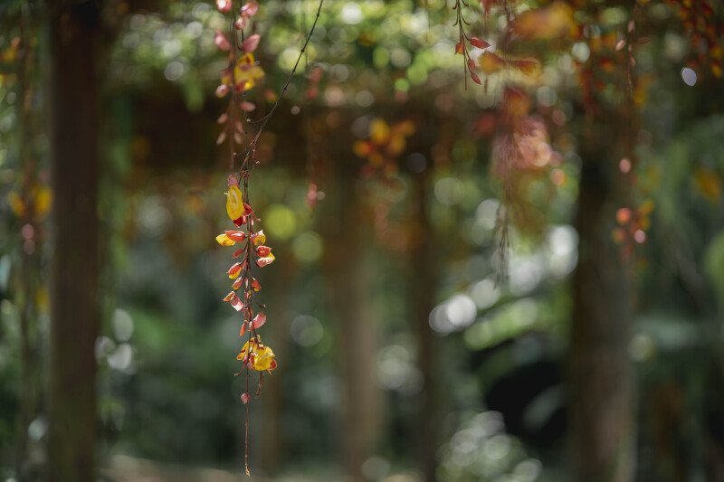東南植物楽園