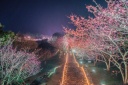 夜桜
