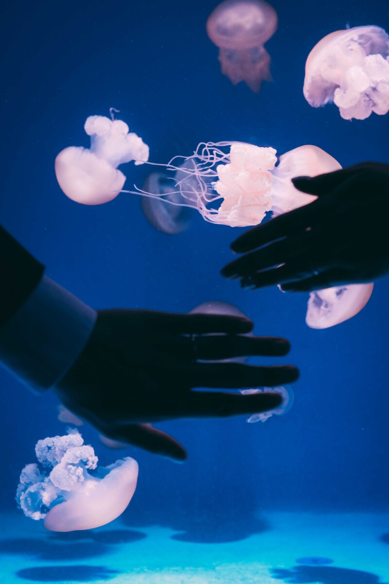 新江ノ島水族館でしか撮れないシルエットフォト