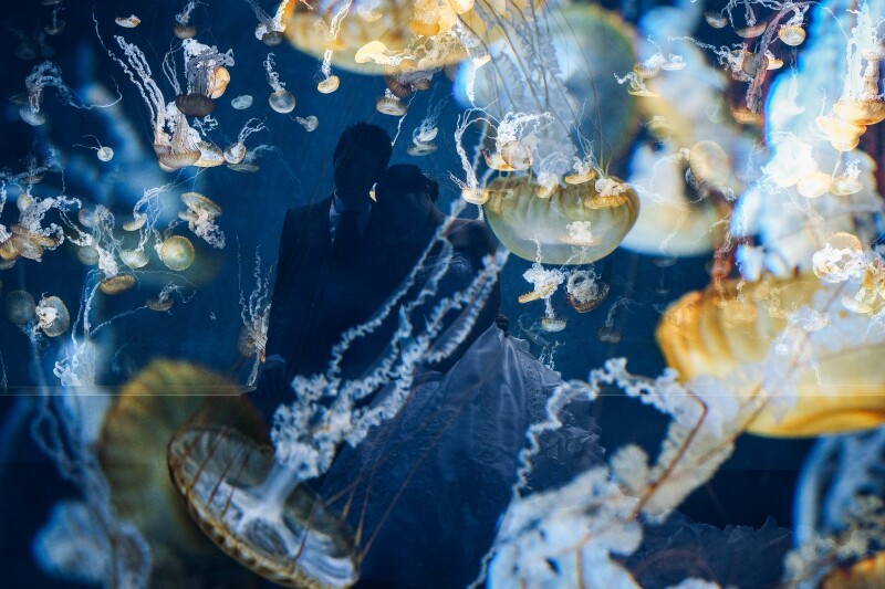 水族館で撮影する幻想的な写真