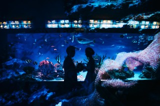 水族館で幻想的な撮影を