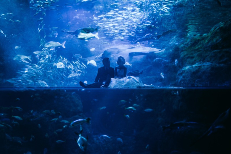 水族館で幻想的な撮影を