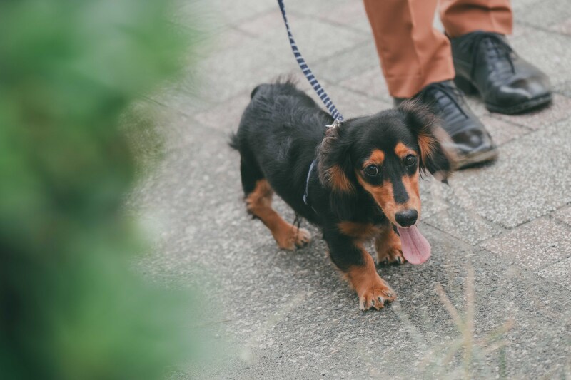 愛犬と一緒に