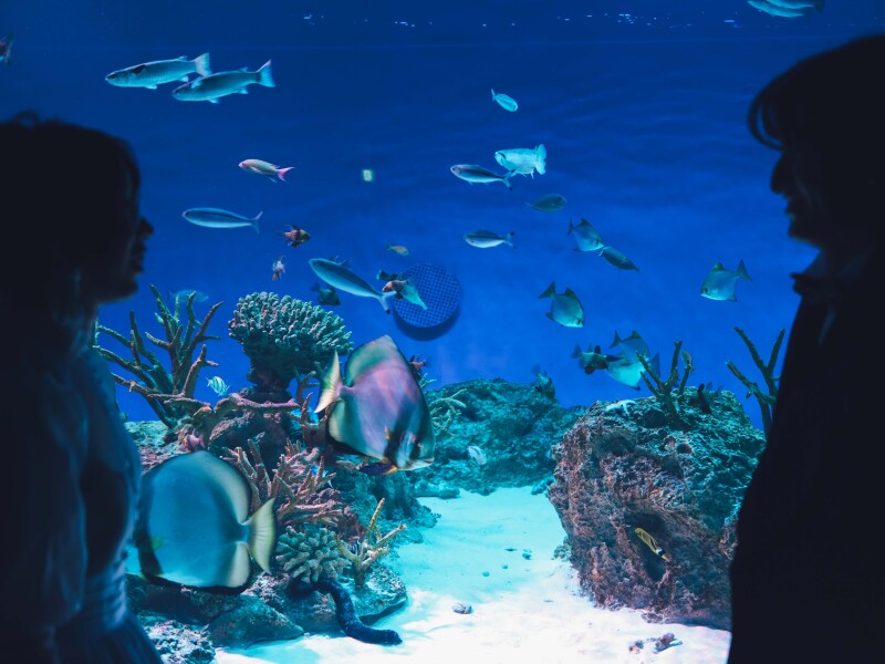 おふたりらしい水族館フォト