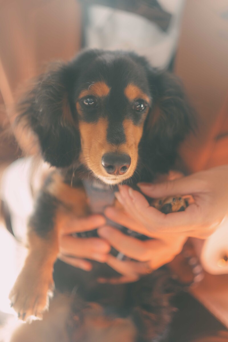 愛犬と一緒に