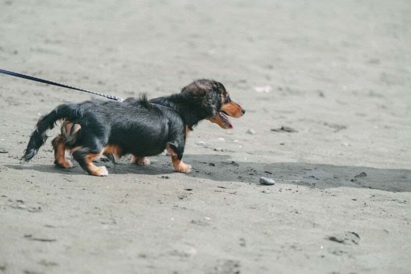 愛犬と一緒に