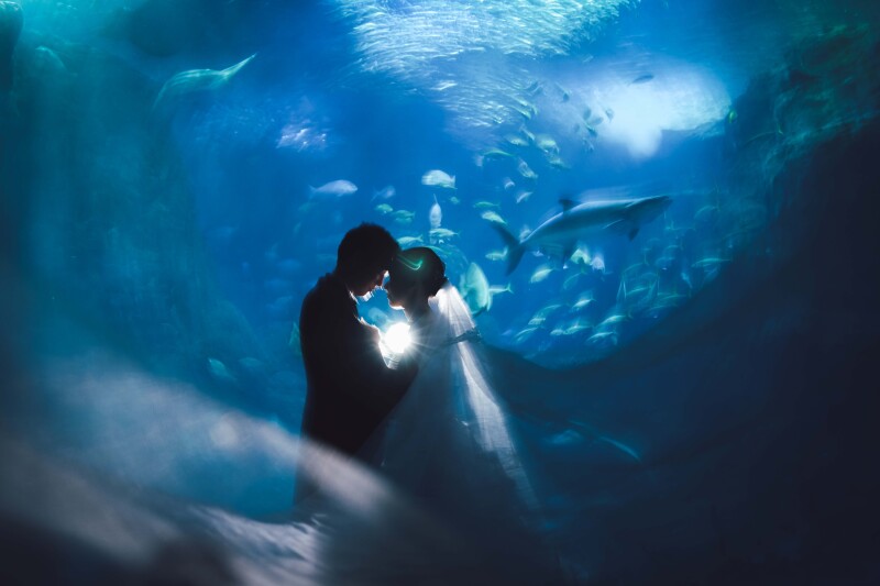 水族館で撮影する幻想的な写真
