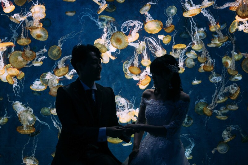 新江ノ島水族館でしか撮れないシルエットフォト
