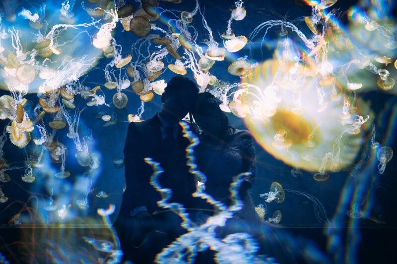新江ノ島水族館でしか撮れないシルエットフォト