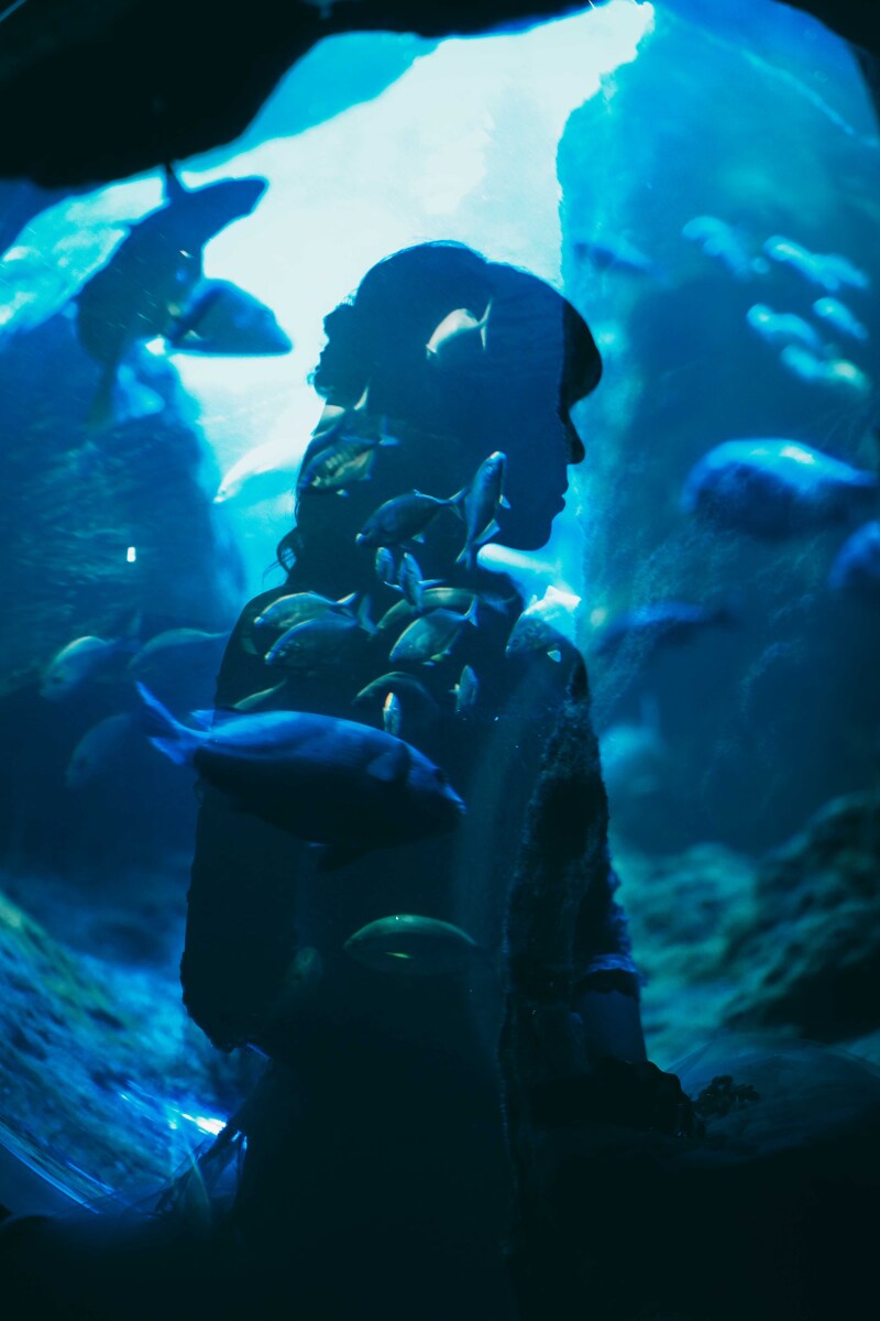 新江ノ島水族館でしか撮れないシルエットフォト
