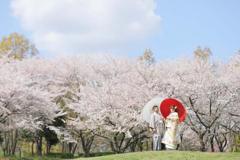 桜が満開な川越水上公園。