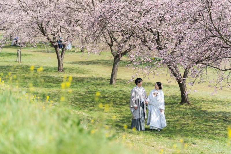 桜撮影絶賛受付中です！早割もご用意していますのでお急ぎください！！
