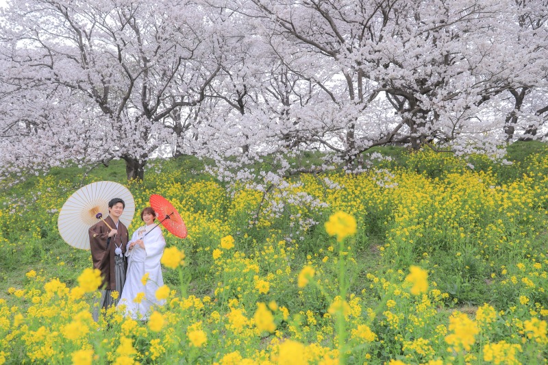 桜撮影絶賛受付中です！早割もご用意していますのでお急ぎください！！