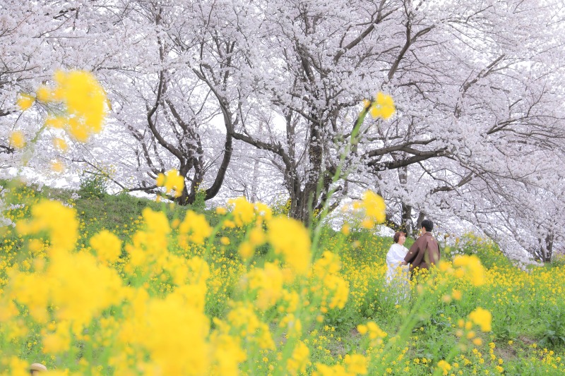 〜2022年3月31日 桜状況〜