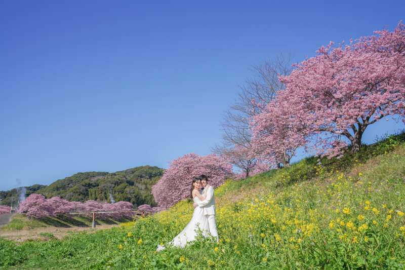 《桜の名所》ご予約受付中!伊豆河津桜ロケーション