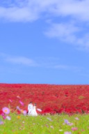 ひたち海浜公園の秋シーズン受付中です☆