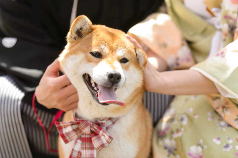 愛犬との撮影