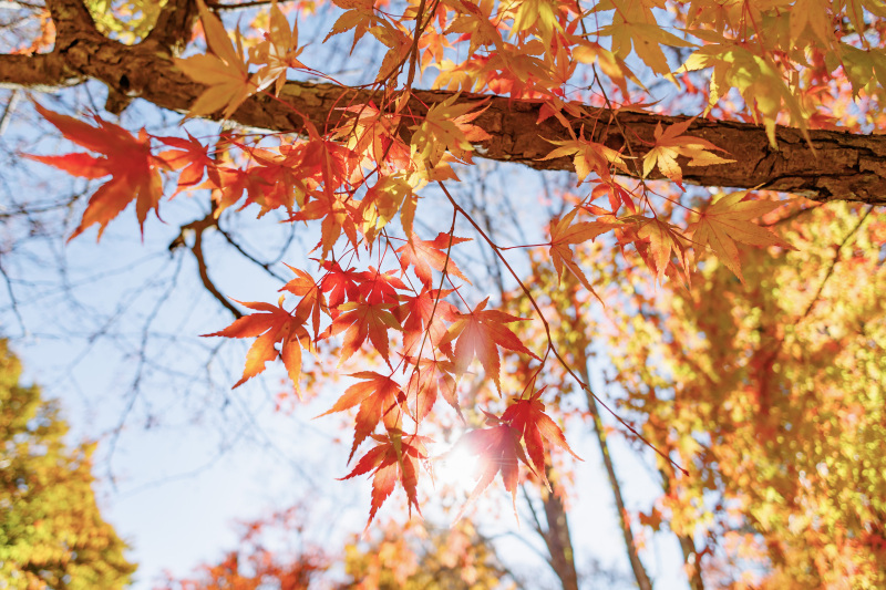 【必見!】紅葉フォトウェディングのお申込はお早めに!