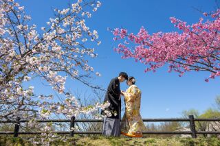 ご検討はお早めに!厳選桜ショット