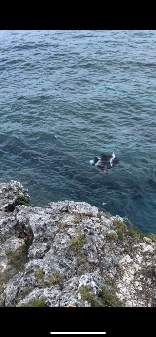 【公式Instagramより】撮影中に、野生のマンタが寄ってきました♪
