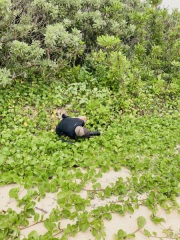 緑に溶け込むフォトグラファー