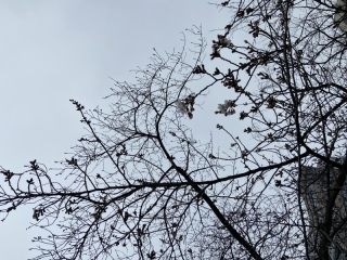 東京サロン近くの桜、開花しました!