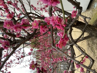 都心の梅は満開♪