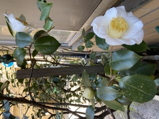 道端の白い椿♪