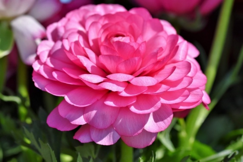 お花紹介⑤
