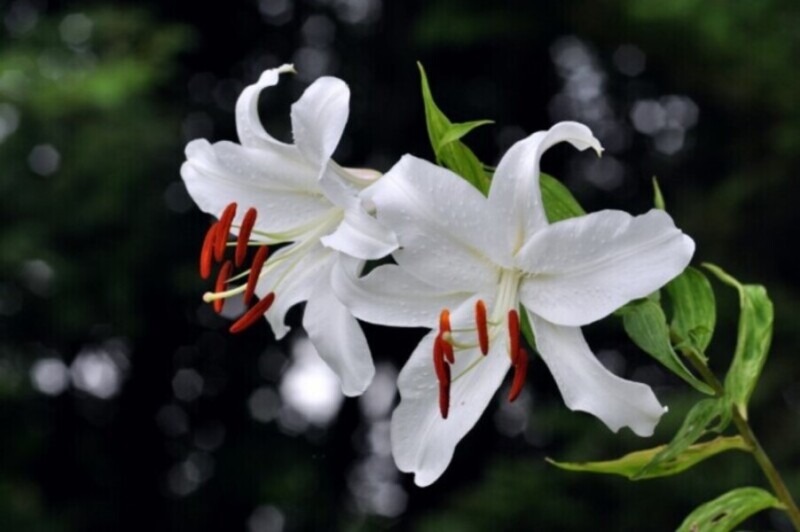 お花紹介②