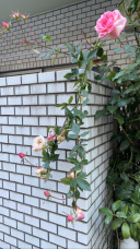 四季咲きの薔薇♪