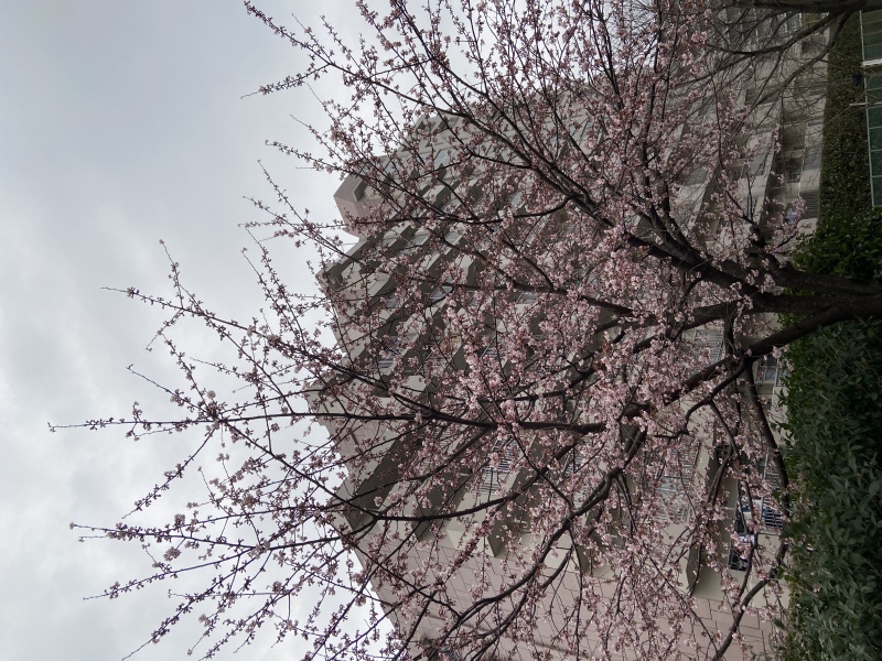 東京で見頃の大寒桜♪