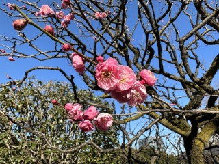 そろそろ春がやってくる?