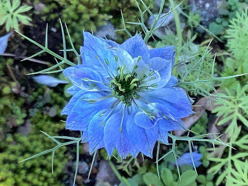 3/8のお花紹介❀