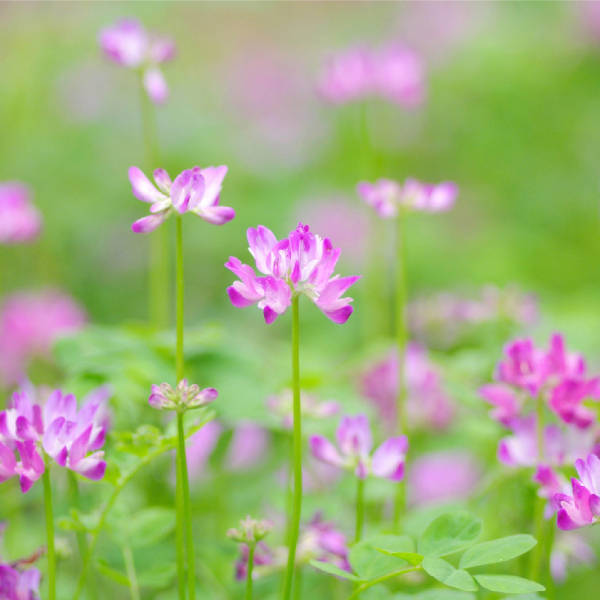 3/3のお花紹介❀