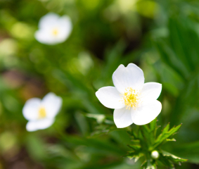 3/7のお花紹介❀