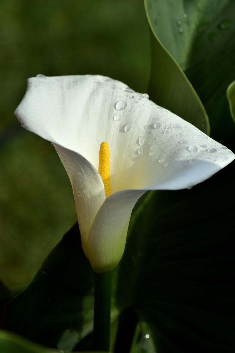 お花紹介④