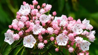 2/20のお花紹介❀