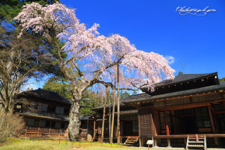 田母沢御用邸で枝垂れ桜と撮影！