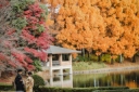宇都宮中央公園の紅葉は綺麗です！
