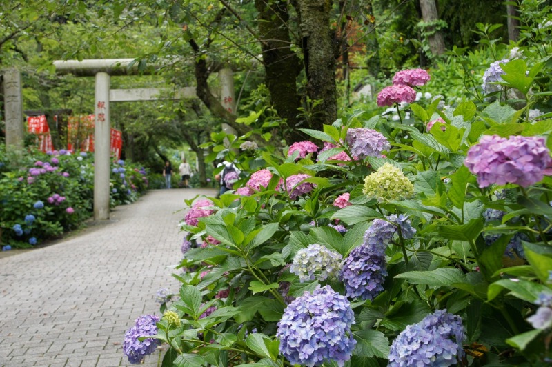 紫陽花の季節の撮影