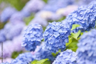 紫陽花シーズンの撮影ご案内《お台場海浜公園》