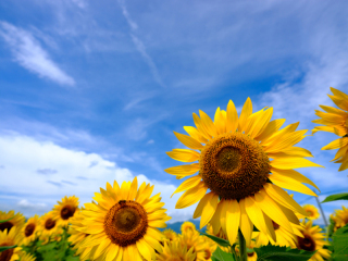 ≪まだ間に合います!≫ひまわり畑での撮影募集中★