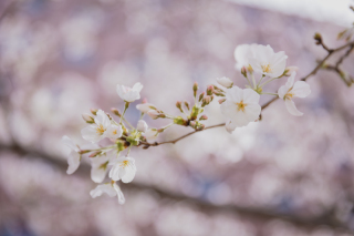 【春撮影】土日のご予約はお早めに！