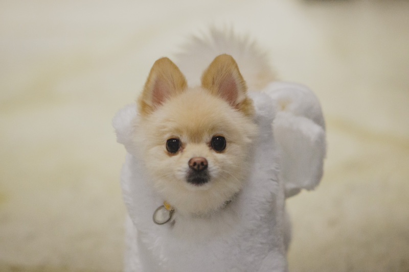 ペットと一緒に叶える♡大切なウェディングフォト