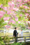 成田山公園のボタン桜！