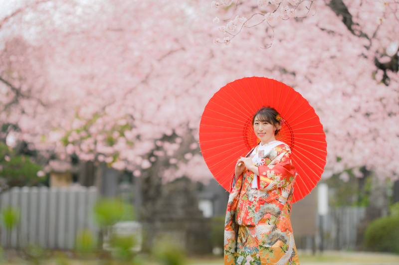 桜が見頃を迎えました