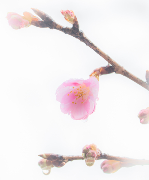 河津桜が開花