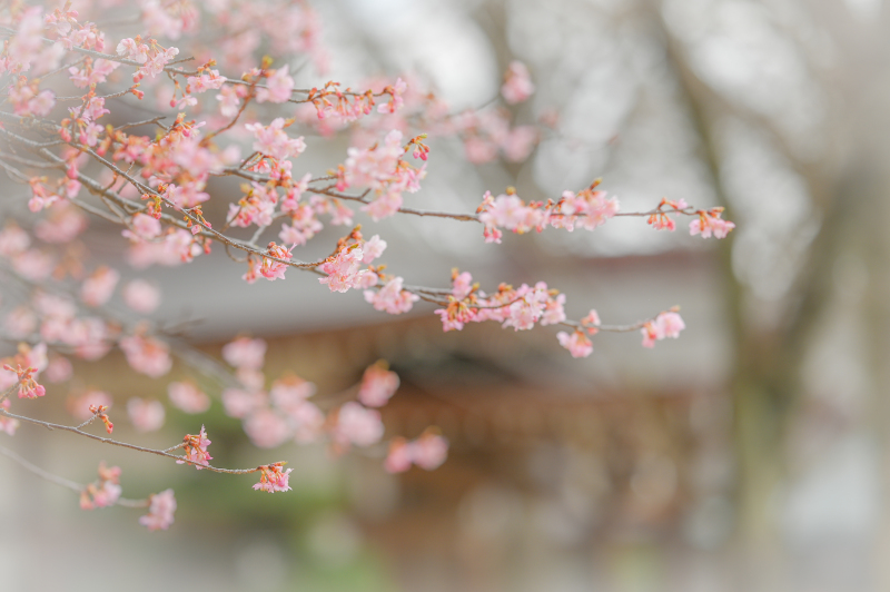 河津桜がいい感じ♡