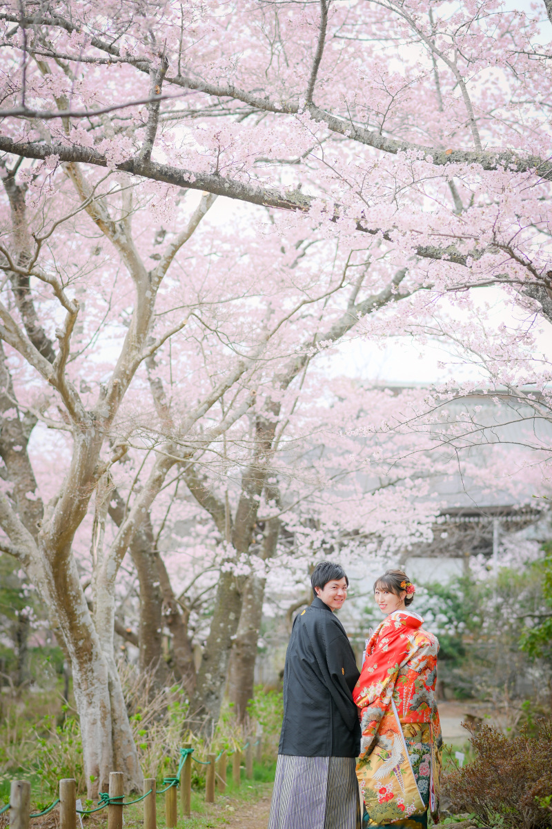 桜が見頃を迎えました